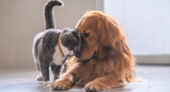Animali domestici, è il momento di richiedere il bonus: ma chi può farlo e chi no