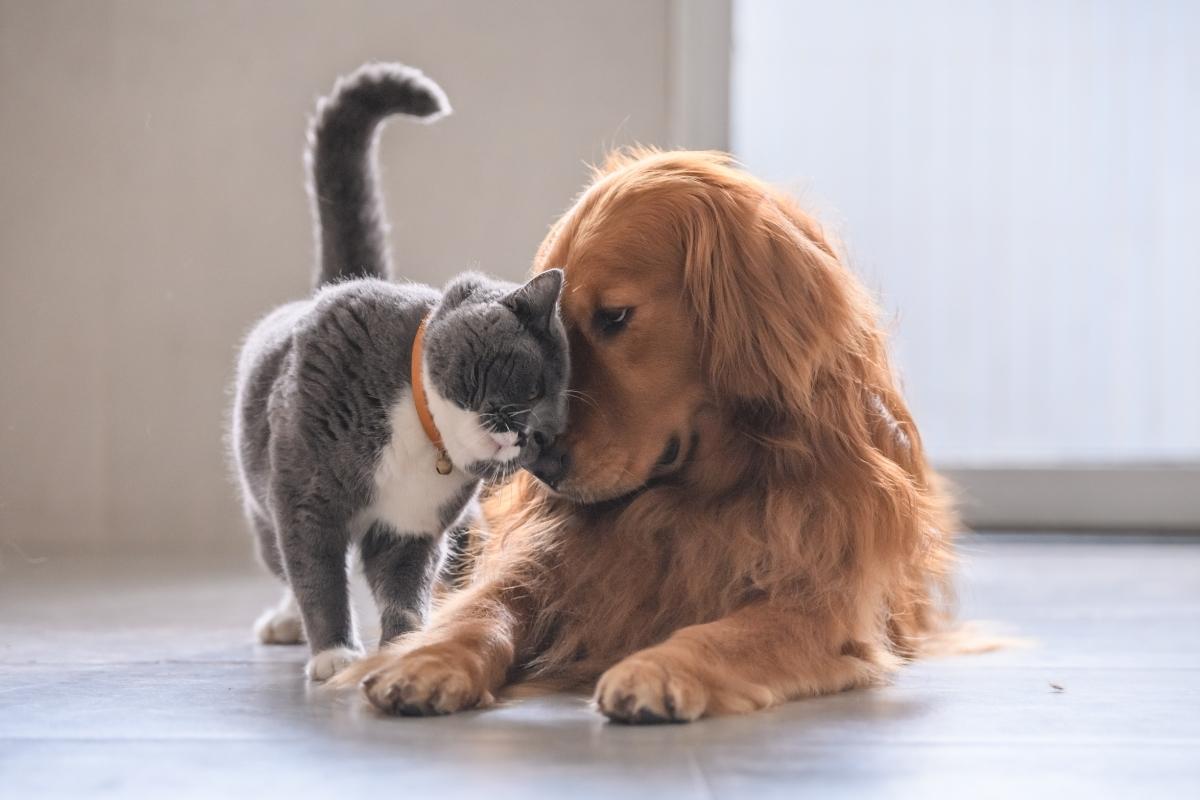 Animali domestici